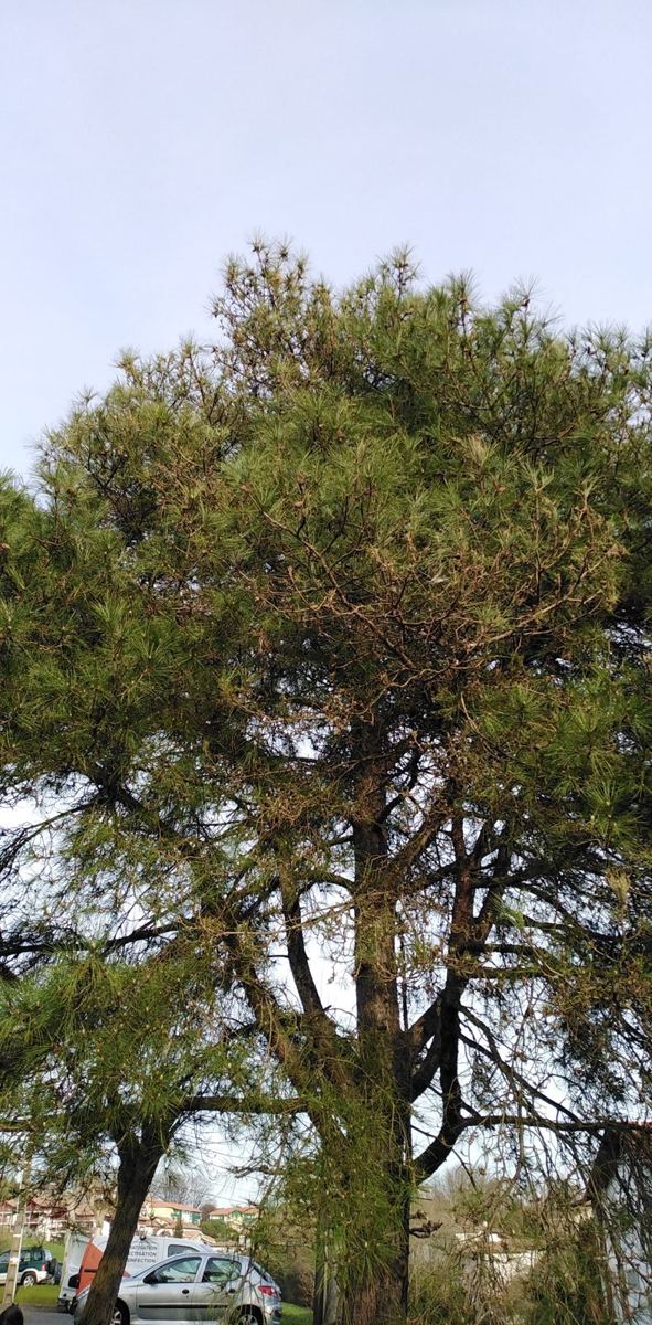 Le même pin à Hendaye après l'échenillage, sans nids