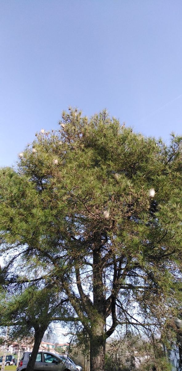 Pin à Hendaye avant l'échenillage, avec des nids blancs de chenilles processionnaires dans la couronne