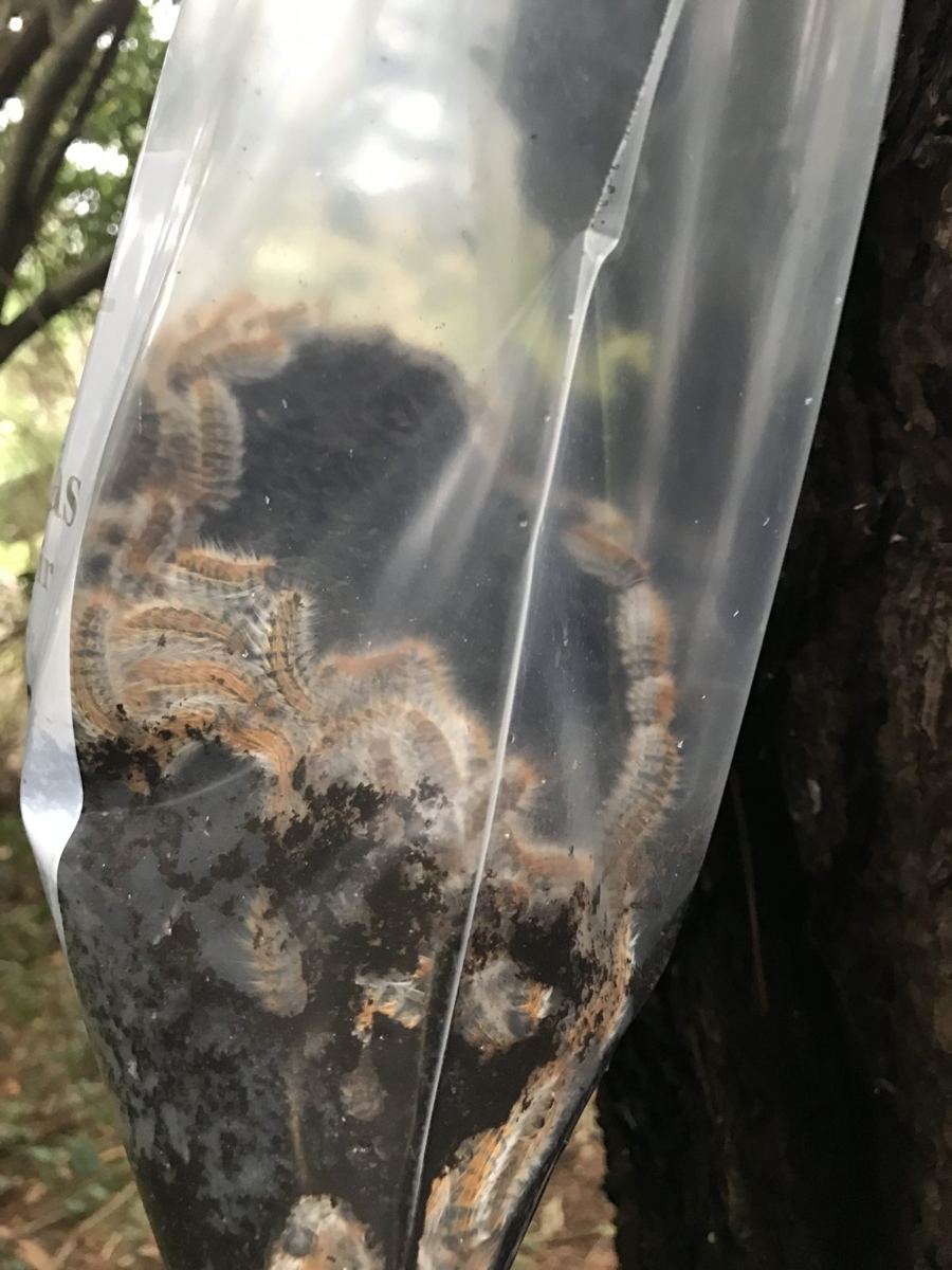 Sac d'un écopiège fixé sur un tronc, rempli de chenilles processionnaires capturées