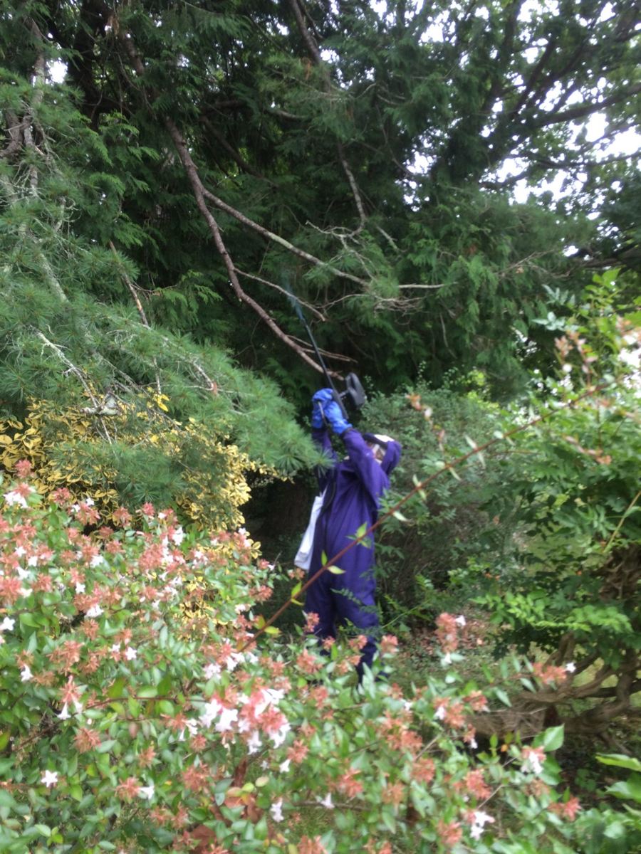 Un technicien d'Aquitaine 3D, en tenue de protection, traite un nid de frelons dans un arbre avec une perche télescopique