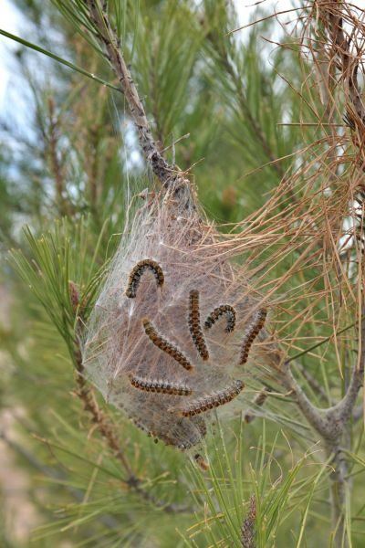 Nid de soie de chenilles processionnaires au bout d'une branche de pin, chenilles visibles