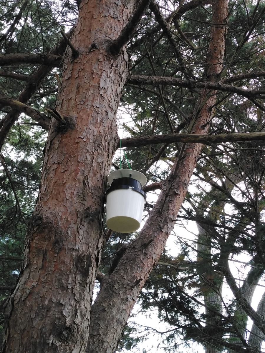 Piège à phéromones blanc suspendu à une branche de pin